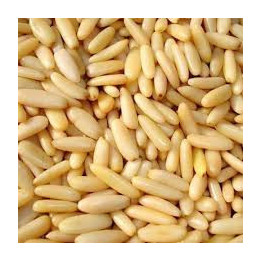 Pin nuts 100 gr صنوبر